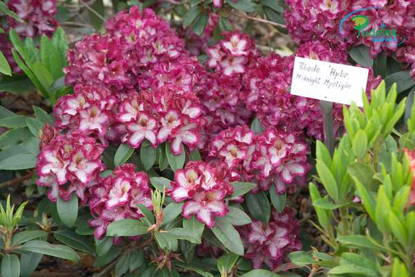 Rhododendron Midnight Mystique
